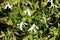 Densely planted Snowdrop or Galanthus bulbous plants with two linear leaves and a small white drooping bell shaped flower