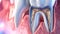 Dental Anatomy 3D Visualisation of Tooth Pulp