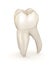 Dental anatomy - First maxillary molar tooth. Medically accurate dental illustration