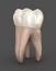 Dental anatomy - First maxillary molar tooth. Medically accurate dental illustration