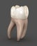 Dental anatomy - First maxillary molar tooth. Medically accurate dental illustration