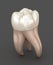 Dental anatomy - First maxillary molar tooth. Medically accurate dental illustration