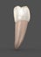 Dental anatomy - Mandibular Second premolar tooth. Medically accurate dental illustration