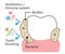 dental biofilm illustration. bacteria and plaque attachment on tooth. dental health and oral care concept