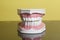 Dental human teeth model