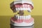 Dental human teeth model
