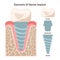 Dental implant structure. Artificial tooth parts. Implant crown, abutment