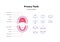 Dental jaw and tooth anatomy chart. Vector biomedical illustration. Primary teeth eruption dates with month number isolated on