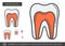 Dental pulp line icon.