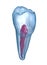 Dental root anatomy - Mandibular Second premolar tooth. Medically accurate dental illustration