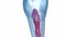 Dental root anatomy - Mandibular Second premolar tooth. Medically accurate dental illustration
