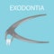 Dental tooth extraction. Exodontia. The tooth in the dental forceps. A white clean tooth is clamped between the forceps.