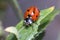 Dented Seven-spot ladybird, Coccinella semptempunctata, walking on a plant under the sun