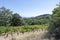 Dentelles de Montmirail chain of mountains and vineyards in wine region Provence in Vaucluse, France