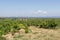 Dentelles de Montmirail chain of mountains and vineyards in wine region Provence in Vaucluse, France