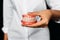 The dentist is holding dentures in his hands. Dental prosthesis in the hands of the doctor close-up. Front view of complete
