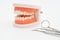 Dentist tool care set and tooth model  on white