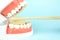Dentistry conceptual photo. Prosthetic dentistry and wooden toothbrush. False teeth. Mock tooth or tooth model. Model of jaw is