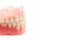 Dentures isolated on a white background. Denture, close up
