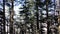 Deodar cedar trees with cones swaying with the wind in himalayan Shimla valley Himachal Pradesh