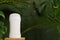 Deodorant on wooden podium with tropic leaves and water drops, body care product on green background