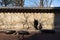 Deoksugung Stone Wall Road near Deoksugung Palace during winter afternoon at Jung-gu , Seoul South Korea : 8 February 2023