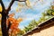 Deoksugung stonewall walkway with autumn leaves in Seoul, Korea