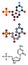 Deoxycytidine monophosphate (dCMP) nucleotide molecule. DNA building block