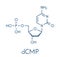 Deoxycytidine monophosphate dCMP nucleotide molecule. DNA building block. Skeletal formula.