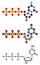 Deoxycytidine triphosphate (dCTP) nucleotide molecule. DNA building block
