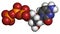 Deoxycytidine triphosphate (dCTP) nucleotide molecule. DNA building block. Atoms are represented as spheres with conventional
