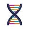 Deoxyribonucleic acid with bases in color