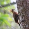 DePale-crested Woodpecker (Celeus lugubris) perched on a tree in the Brazilian Pantanal