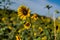 Departing Flight of the Bumble Bee in Texas Field