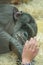 Depressed chimpanzee is looking through zoo glass at a young girl who comforts the animal with her hand, closeup, details