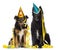 Depressives dogs wearing party hat and sitting in serpentine
