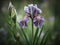 Depth and Dimension: A Stunning Fine Art Photograph of a Purple Iris