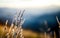 Depth of field picture of natural meadow plants at sunrise in austrian alps