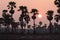 Depth of field silhouette Toddy or Sugar Palm tree at field in t