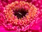 In depth look of a rosa flower