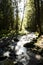 In the depths of the virgin forest, low-angle shot, wide.