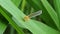 Derbid Planthopper on leaves.