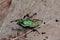 Derby`s flower beetle aka Dicronorrhina derbyana