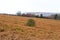 Derbyshire meadow with a tree in centre