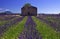 Derelict Barn in Lavender Field