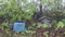 Derelict beehives in old garden and autumn spiderweb