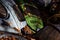 Derelict Beetle Cars & Autumn Leaves - Abandoned Junk Yard - Pennsylvania