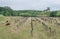 Derelict Grape Vines with Sheep