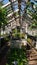 Derelict large garden greenhouse.