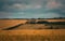 A derilict barn in cereal fields under a very stormy sky.